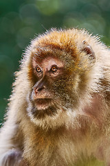 Image showing Barbary Macaque (Macaca Sylvanus)