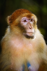 Image showing Barbary Macaque (Macaca Sylvanus)