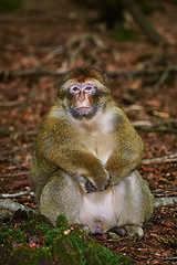 Image showing Barbary Macaque (Macaca Sylvanus)