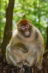 Image showing Barbary Macaque (Macaca Sylvanus)