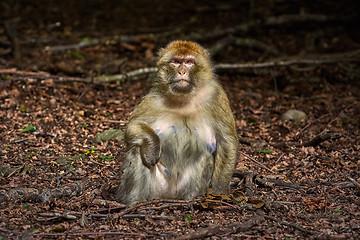 Image showing Barbary Macaque (Macaca Sylvanus)