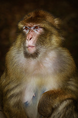 Image showing Barbary Macaque (Macaca Sylvanus)