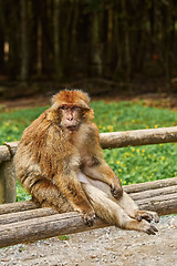 Image showing Barbary Macaque (Macaca Sylvanus)