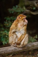 Image showing Barbary Macaque (Macaca Sylvanus)