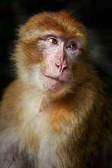 Image showing Barbary Macaque (Macaca Sylvanus)