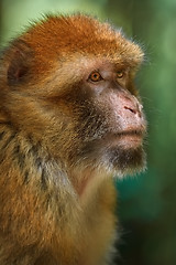 Image showing Barbary Macaque (Macaca Sylvanus)