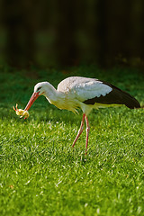 Image showing Stork Eats a Chick
