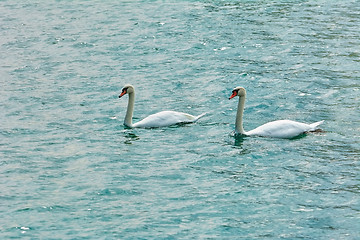 Image showing Pair of Swans