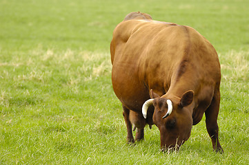 Image showing Cow eating grass