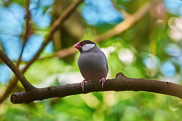 Image showing Java Sparrow (Lonchura Oryzivora)