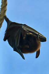 Image showing Large Flying Fox