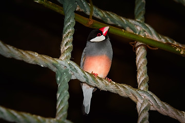 Image showing Java Sparrow (Lonchura Oryzivora)