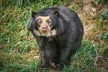 Image showing Asian Black Bear