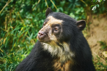 Image showing Asian Black Bear