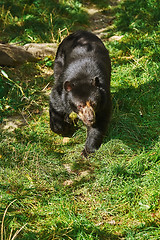 Image showing Asian Black Bear