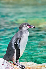 Image showing Magellanic Penguin (Spheniscus Magellanicus)