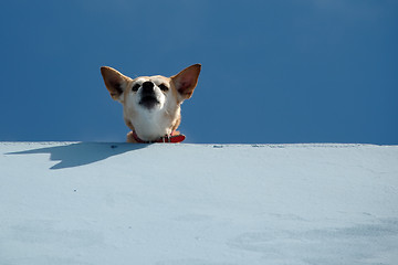 Image showing Guard dog