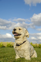 Image showing Bichon dog