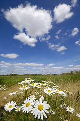 Image showing Chamomile flowers