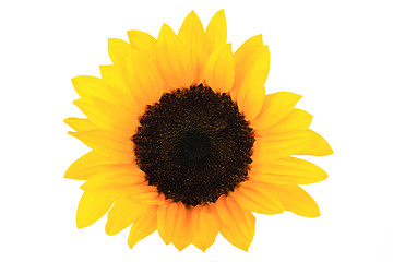 Image showing Sunflowers Single Bloom 