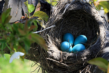 Image showing Robin bird nest over the cherry tree horizontal orientation 