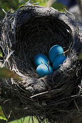Image showing Close-up view of Robin bird nest over the tree vertical orientation 