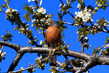 Image showing Robin bird and blooming Cherry Tree. 