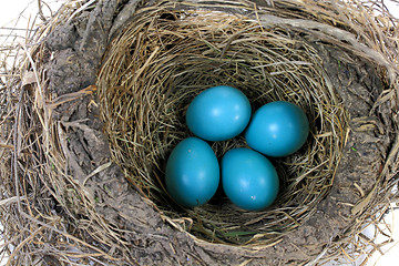 Image showing Close-up view of Robin Bird Nest 