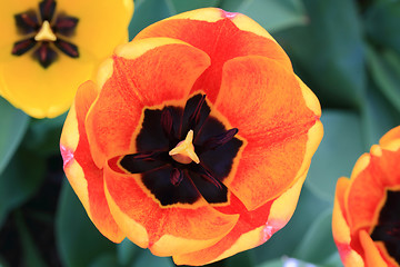 Image showing Tulips in Blooming. Closeup wiev of motley tulip flower. 