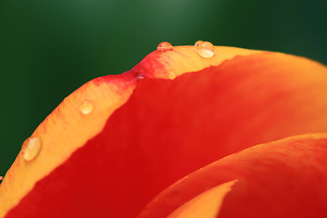 Image showing Macro Photo of Tulips petals with water drops. 