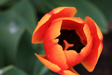 Image showing Macro Photo from top of Tulips Flower with water drops. 