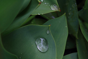 Image showing Closeup View from top of Tulip Leaves with water drops.   