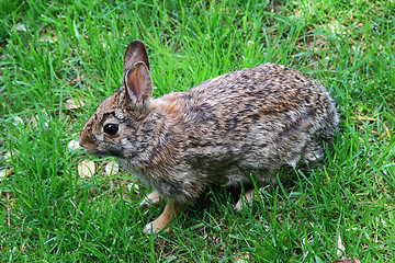 Image showing Wild Rabbit. 