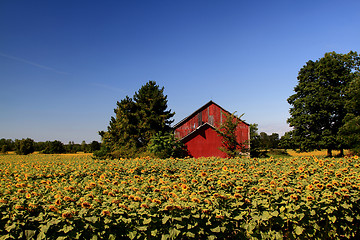 Image showing Sunflowers Farm. 