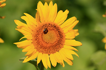 Image showing Sunflower with bee on top. 