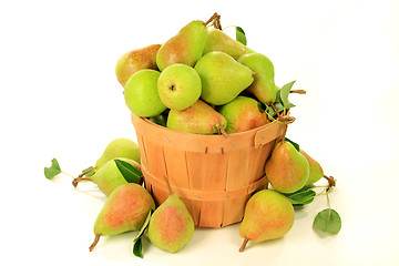 Image showing Pears in Bushel 