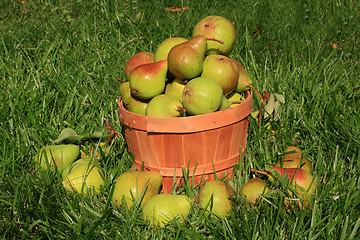 Image showing Harvested Pears. 