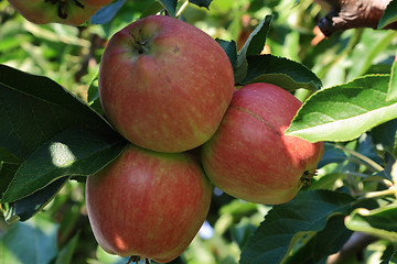 Image showing Apples 