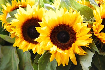 Image showing Sunflowers for sale