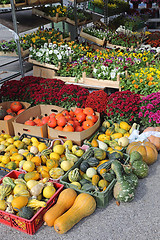 Image showing Squash Pumkins Gourds