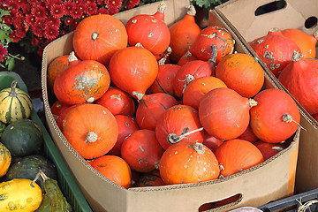 Image showing Pumpkins