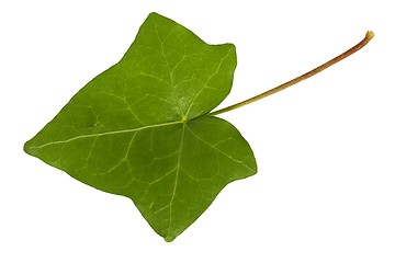 Image showing Ivy leaf on white