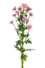 Image showing Tanacetum flower on white