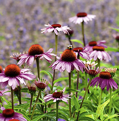 Image showing Pink Coneflower Echinacea