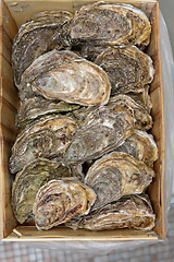 Image showing Rock Oysters Crate