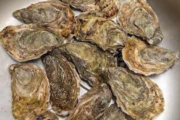 Image showing Closed Oysters
