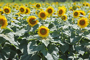 Image showing Sunflowers