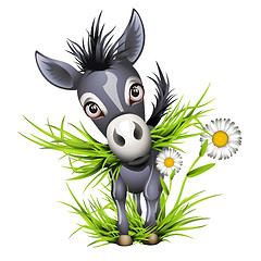 Image showing Little shaggy grey donkey