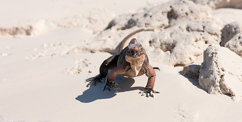 Image showing exuma island iguana in the bahamas