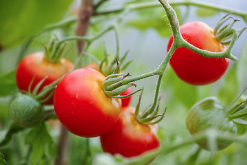 Image showing Red tomatoes on grape in the gardfen